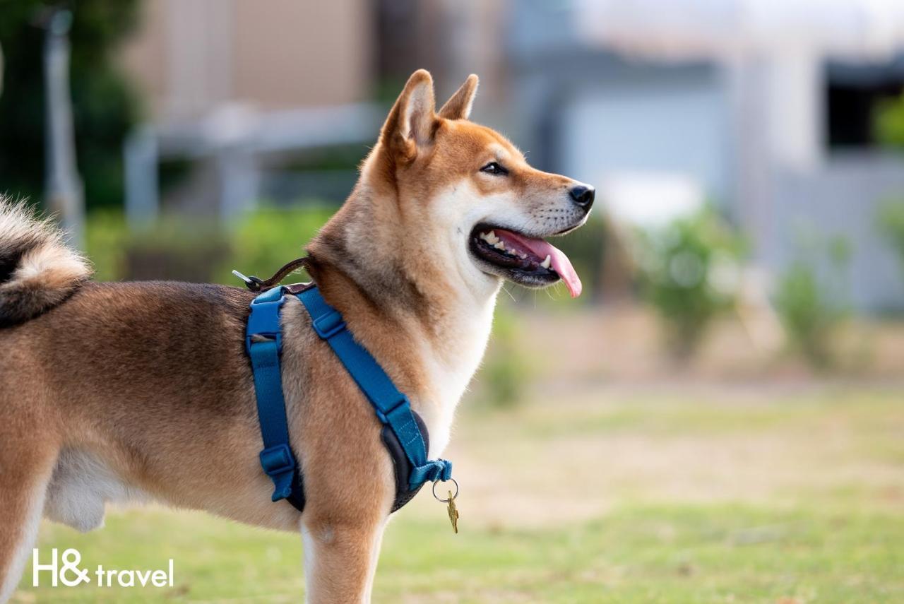 Taitung Rainbow Pet Friendly Maison Resort Esterno foto